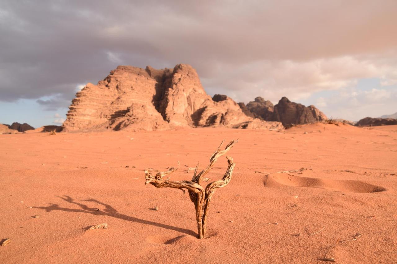 Art Camp Wadi Rum Exterior foto
