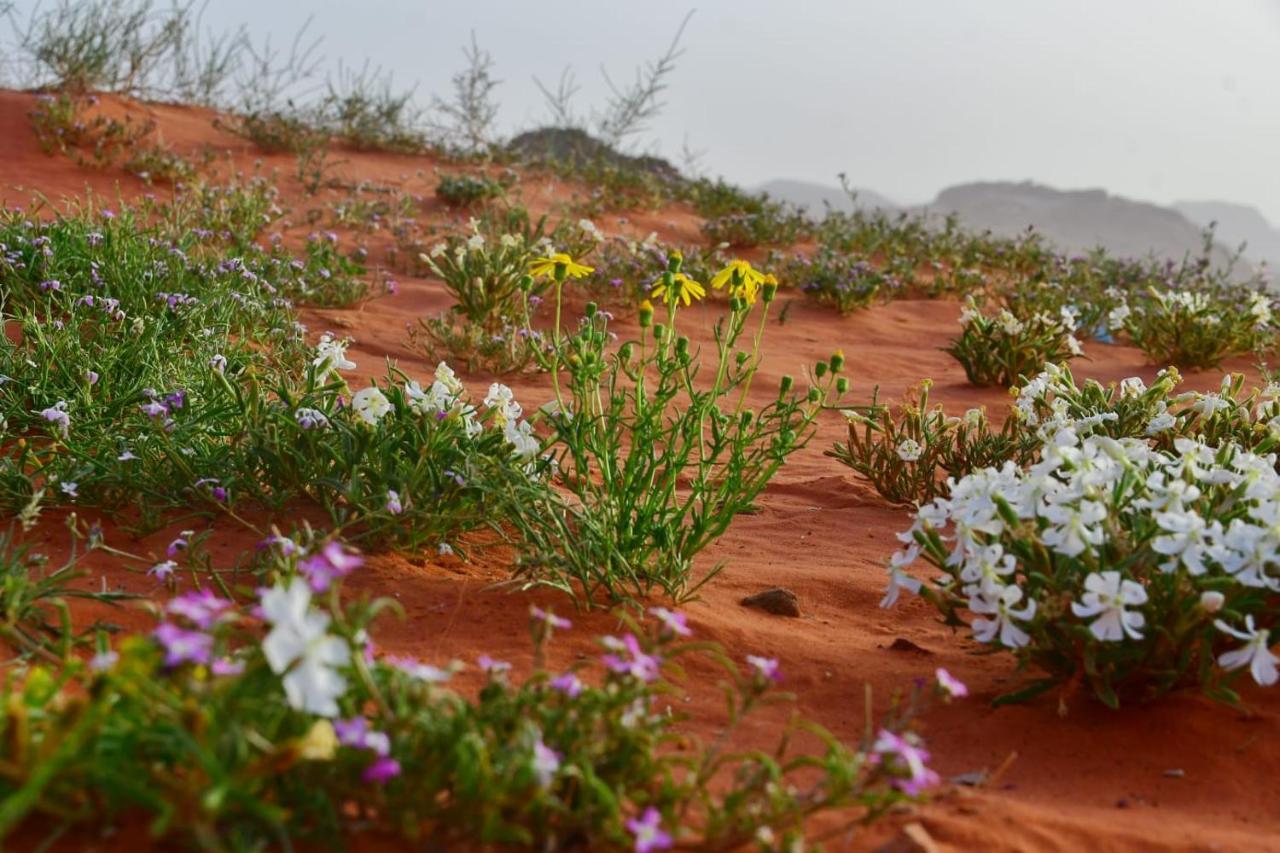 Art Camp Wadi Rum Exterior foto
