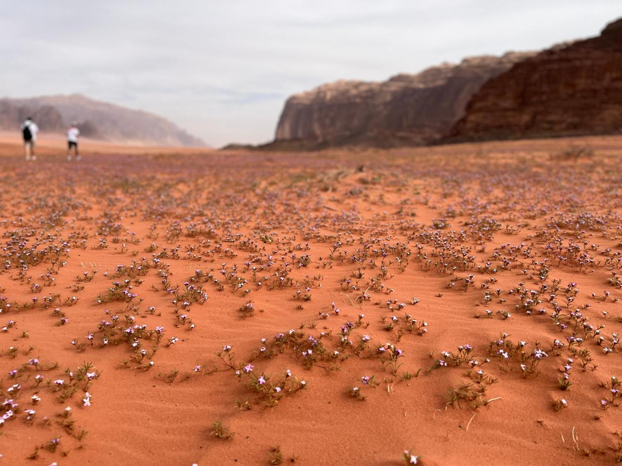Art Camp Wadi Rum Exterior foto