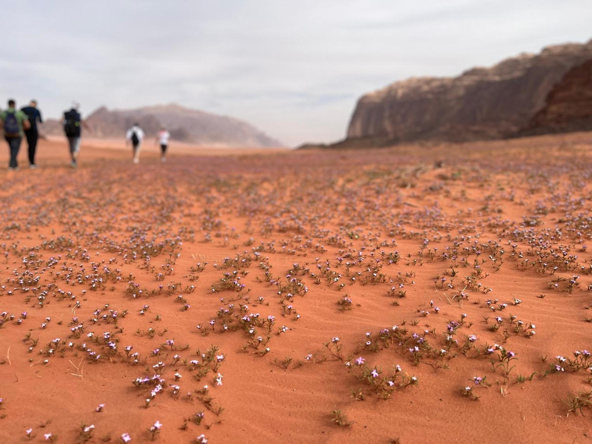 Art Camp Wadi Rum Exterior foto